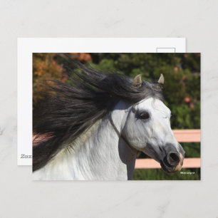 Bob Langrish Grey Andalucian Stallion Headshot 3 Postcard