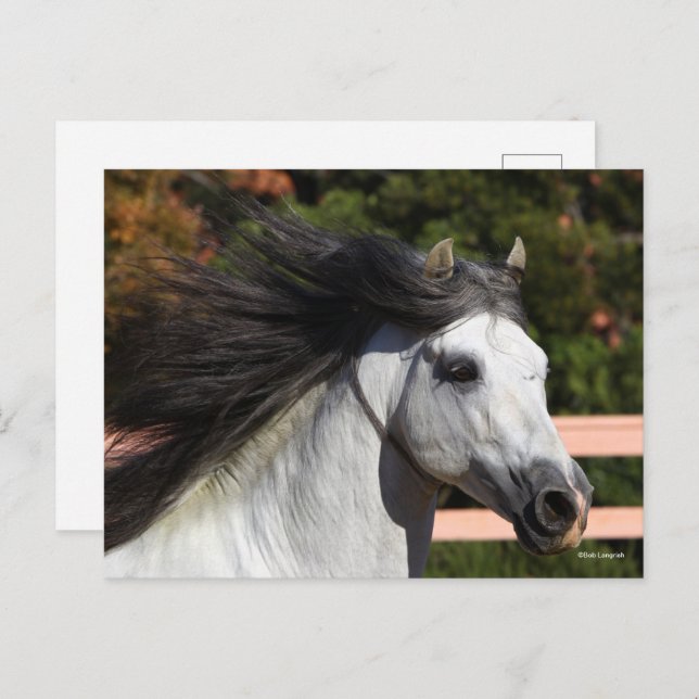 Bob Langrish | Grey Andalucian Stallion Headshot 3 Postcard (Front/Back)