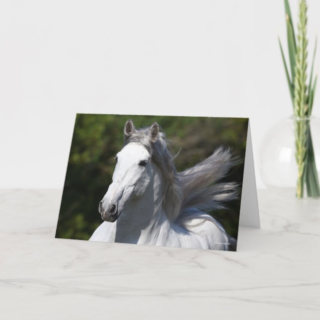 Bob Langrish | Grey Andalucian Stallion Headshot Card (Front)