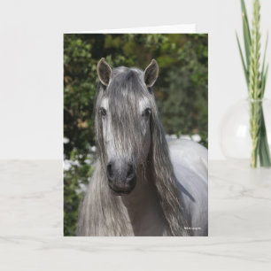 Bob Langrish   Grey Andalucian Stallion headshot Card