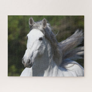 Bob Langrish Grey Andalucian Stallion Headshot Jigsaw Puzzle