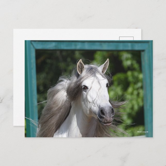 Bob Langrish | Grey Andalucian Stallion Headshot Postcard (Front/Back)
