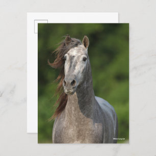 Bob Langrish Grey Andalucian Stallion Headshot Postcard