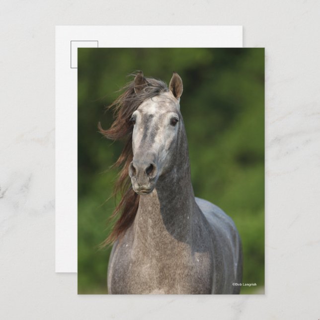 Bob Langrish | Grey Andalucian Stallion Headshot Postcard (Front/Back)