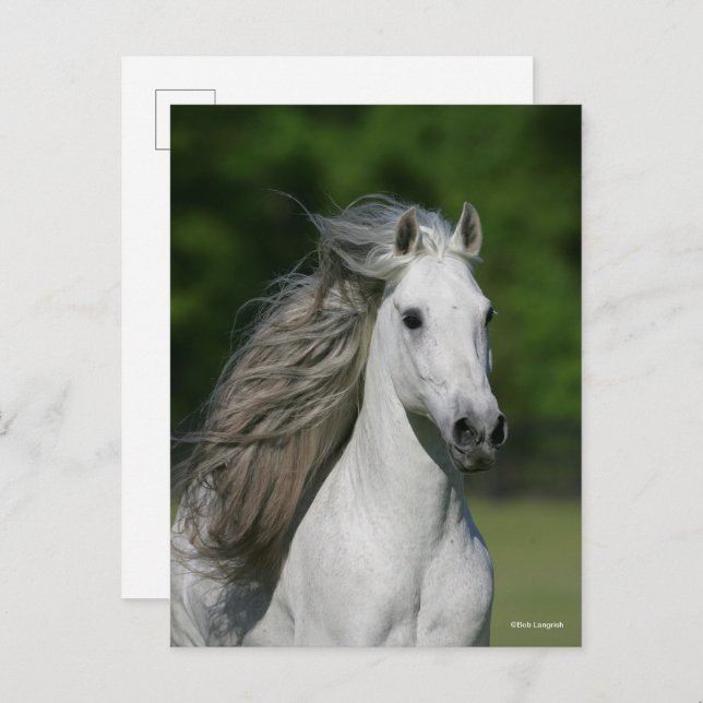 Bob Langrish | Grey Andalucian Stallion Headshot Postcard (Front/Back)