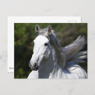Bob Langrish Grey Andalucian Stallion Headshot Postcard
