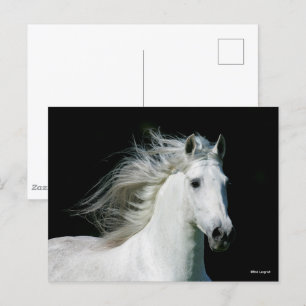 Bob Langrish Grey Andalucian Stallion Headshot Postcard