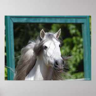 Bob Langrish   Grey Andalucian Stallion Headshot Poster