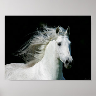 Bob Langrish   Grey Andalucian Stallion Headshot Poster