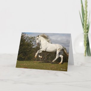 Bob Langrish   Grey Andalucian Stallion Leaping Card