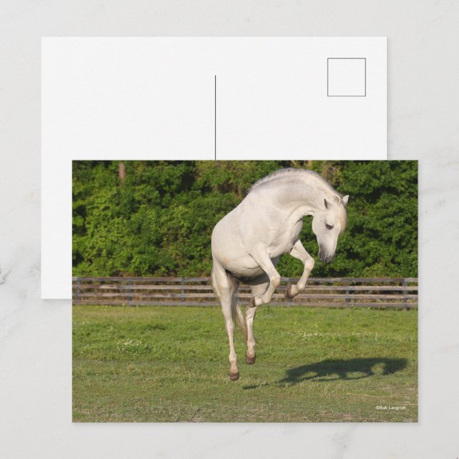 Bob Langrish | Grey Andalucian Stallion Leaping Postcard (Front/Back)