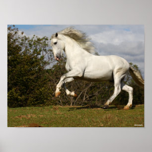Bob Langrish   Grey Andalucian Stallion Leaping Poster