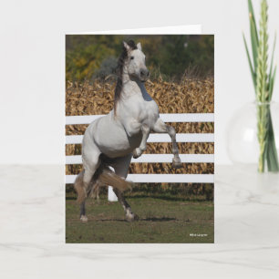 Bob Langrish   Grey Andalucian Stallion Rearing Card