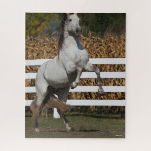 Bob Langrish Grey Andalucian Stallion Rearing Jigsaw Puzzle
