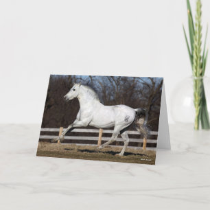 Bob Langrish   Grey Andalucian Stallion Running Card