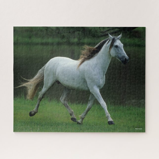 Bob Langrish | Grey Andalucian Stallion Running Jigsaw Puzzle (Horizontal)