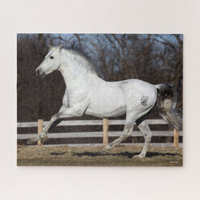 Bob Langrish | Grey Andalucian Stallion Running Jigsaw Puzzle (Horizontal)