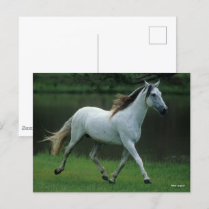 Bob Langrish Grey Andalucian Stallion Running Postcard