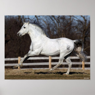 Bob Langrish Grey Andalucian Stallion Running Poster