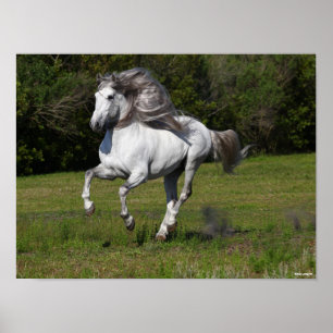Bob Langrish   Grey Andalucian Stallion Running Poster