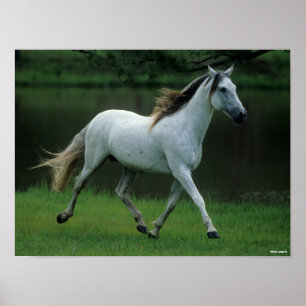 Bob Langrish   Grey Andalucian Stallion Running Poster