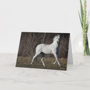 Bob Langrish   Grey Andalucian Stallion Walking Card