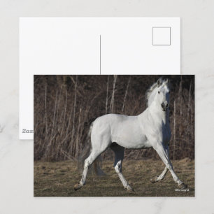 Bob Langrish Grey Andalucian Stallion Walking Postcard