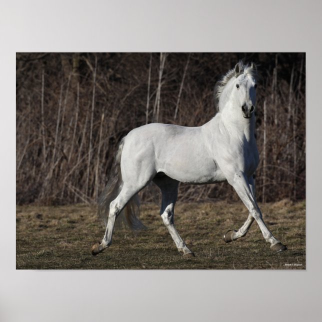 Bob Langrish | Grey Andalucian Stallion Walking Poster (Front)