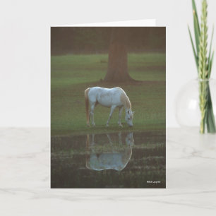 Bob Langrish   Grey Arab Grazing Water Reflection Card