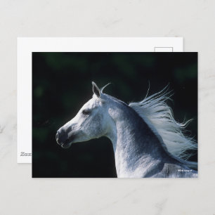 Bob Langrish Grey Arab Headshot 3 Postcard