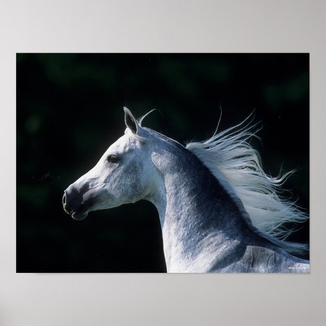 Bob Langrish | Grey Arab Headshot 3 Poster (Front)