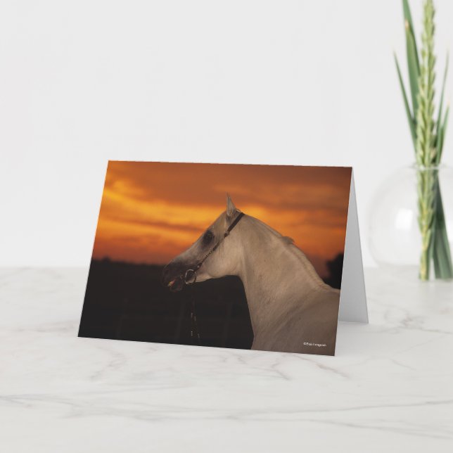Bob Langrish | Grey Arab headshot at Sunset Card (Front)