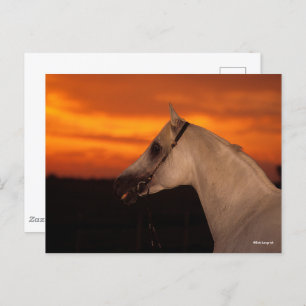 Bob Langrish   Grey Arab headshot at Sunset Postcard