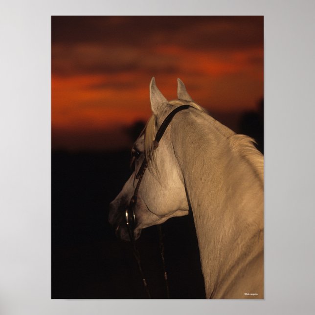 Bob Langrish | Grey Arab headshot At Sunset Poster (Front)