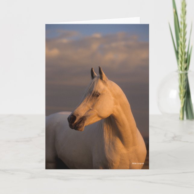 Bob Langrish | Grey Arab Headshot Evening Light Card (Front)