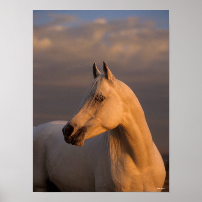 Bob Langrish | Grey Arab Headshot Evening Light Poster (Front)