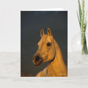 Bob Langrish   Grey Arab Headshot In Sunset Card