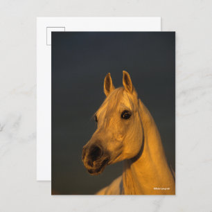 Bob Langrish   Grey Arab Headshot In Sunset Postcard