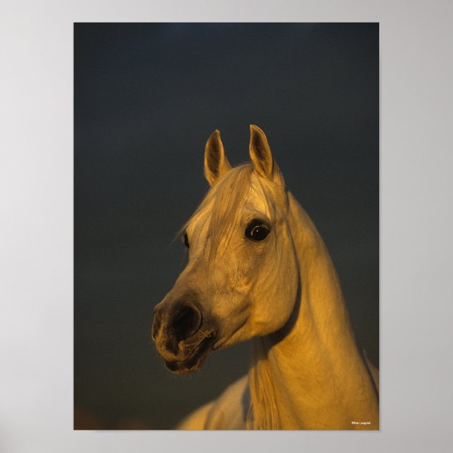 Bob Langrish | Grey Arab Headshot In Sunset Poster (Front)