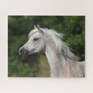 Bob Langrish Grey Arab Headshot Jigsaw Puzzle