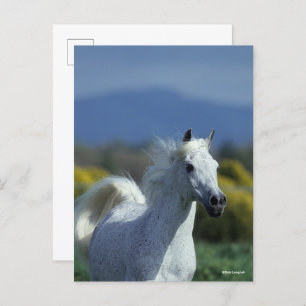 Bob Langrish Grey Arab Headshot Postcard