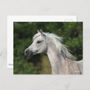 Bob Langrish Grey Arab Headshot Postcard