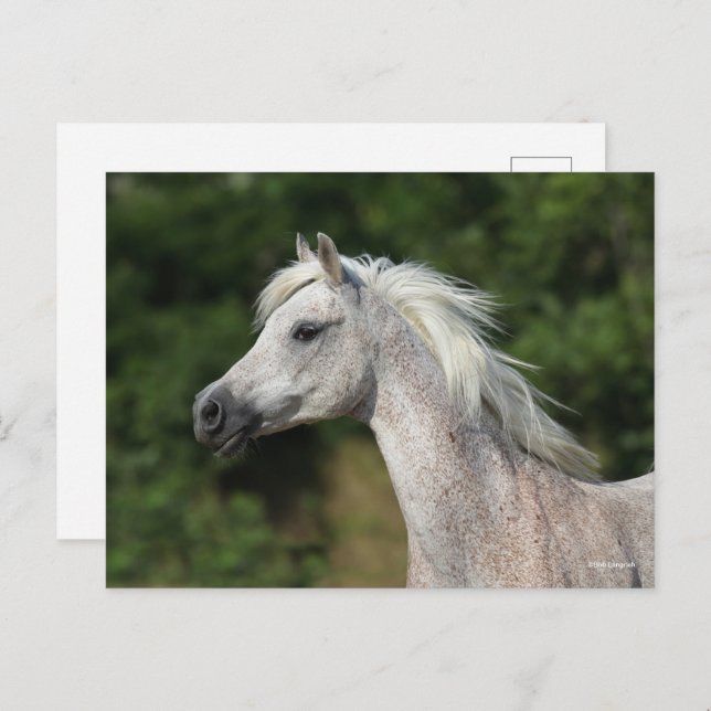 Bob Langrish | Grey Arab Headshot Postcard (Front/Back)