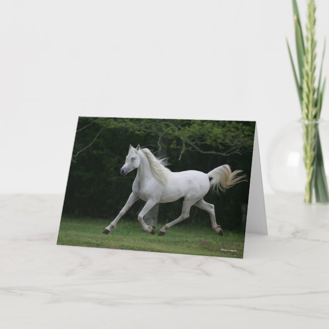 Bob Langrish | Grey Arab Running Card (Front)