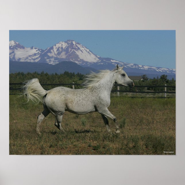 Bob Langrish Grey Arab Running Mountain Background Poster (Front)