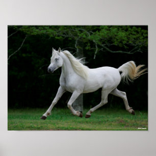 Bob Langrish   Grey Arab Running Poster