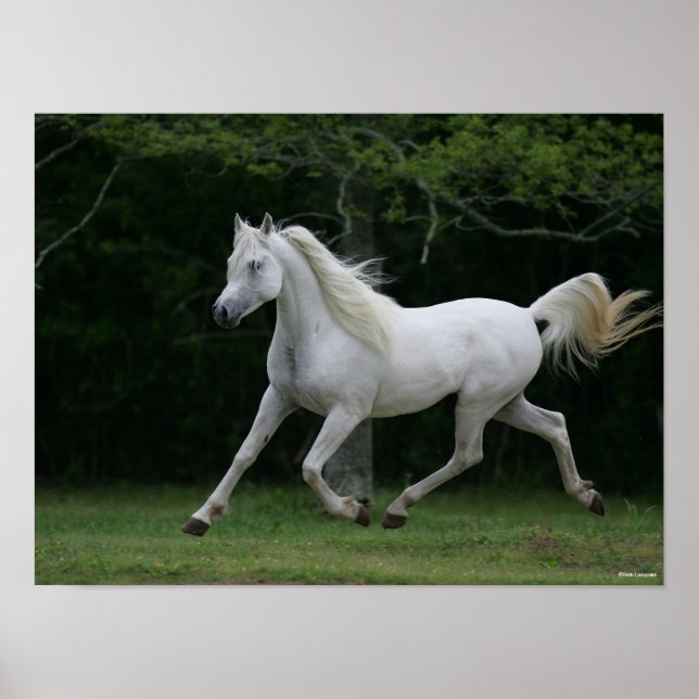 Bob Langrish | Grey Arab Running Poster (Front)