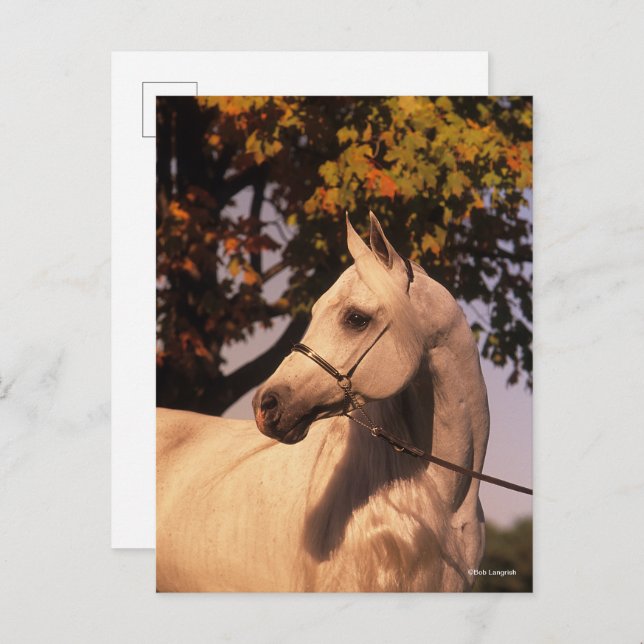 Bob Langrish | Grey Arab Stallion Headshot 4 Postcard (Front/Back)
