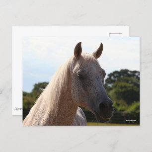 Bob Langrish Grey Arab Stallion Headshot Backlit Postcard
