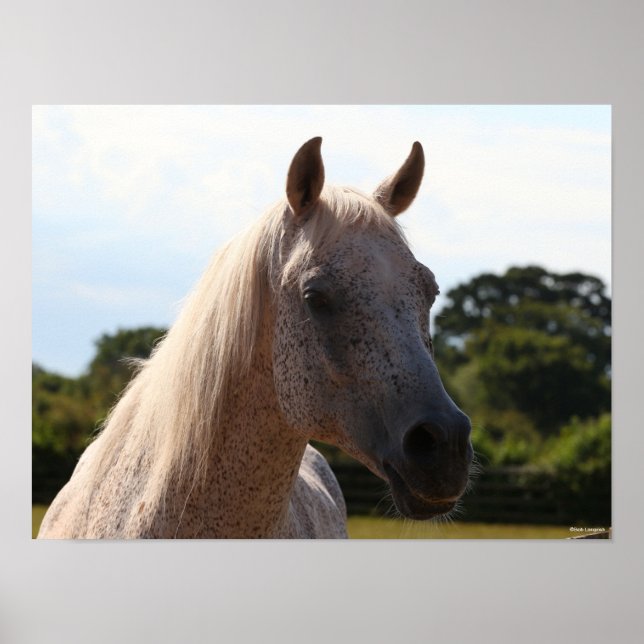 Bob Langrish | Grey Arab Stallion Headshot Backlit Poster (Front)